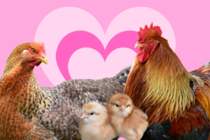 chickens on top of a pink heart background