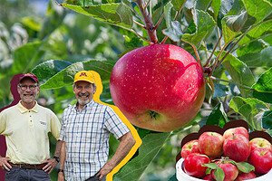 David Bedford and Jim Luby superimposed on top of a Honeycrisp apple on a branch, the first apple in a career in apple innovation